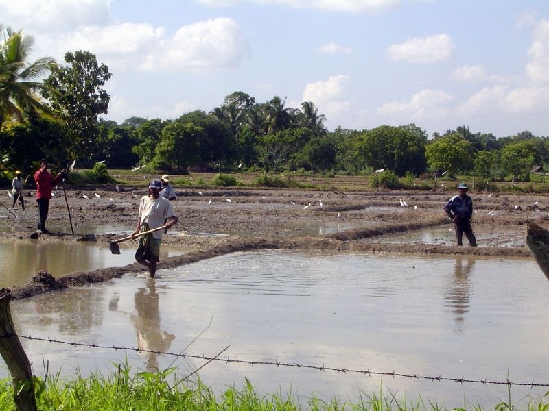 Getting the rice paddies ready.