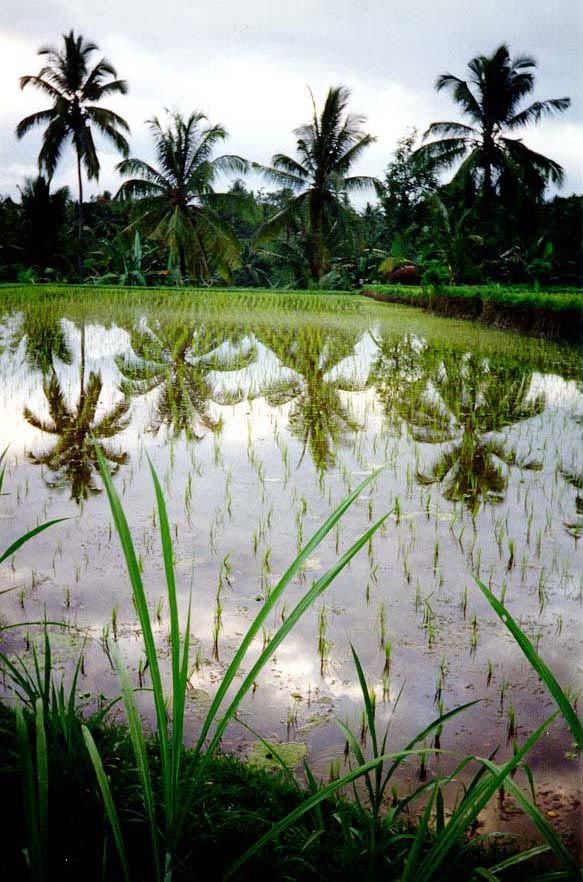 A larger paddy, quiet enough to mirror the palms.