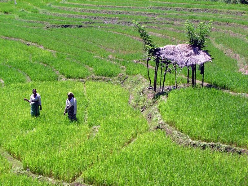 Tenants weeding by hand; they lived five miles away but came here to tend the field, in exchange for half the crop.
