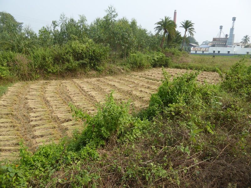 You can find mechanical harvesters out here, but the great majority of the fields around Bishnupur are cut by hand.