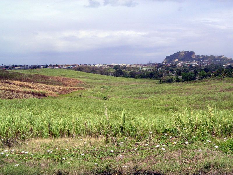 Here are some surviving canefields on the outskirts of San Fernando.