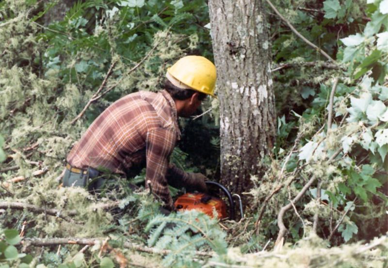 Pitiful. So say the swaggering fans of logging in British Columbia, where trees like these are called weeds. True enough, and even this "cho
