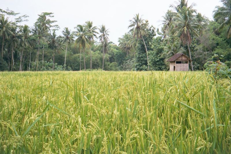 Despite the tourist crowds, you only need go a mile from Borobudur to find yourself in paddy country. It's not quite as peaceful as it looks