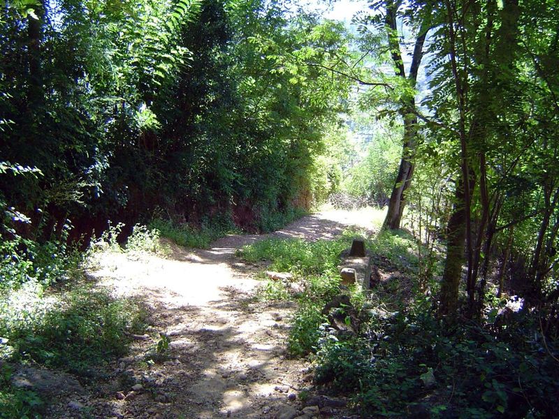 Path down to the paddy.