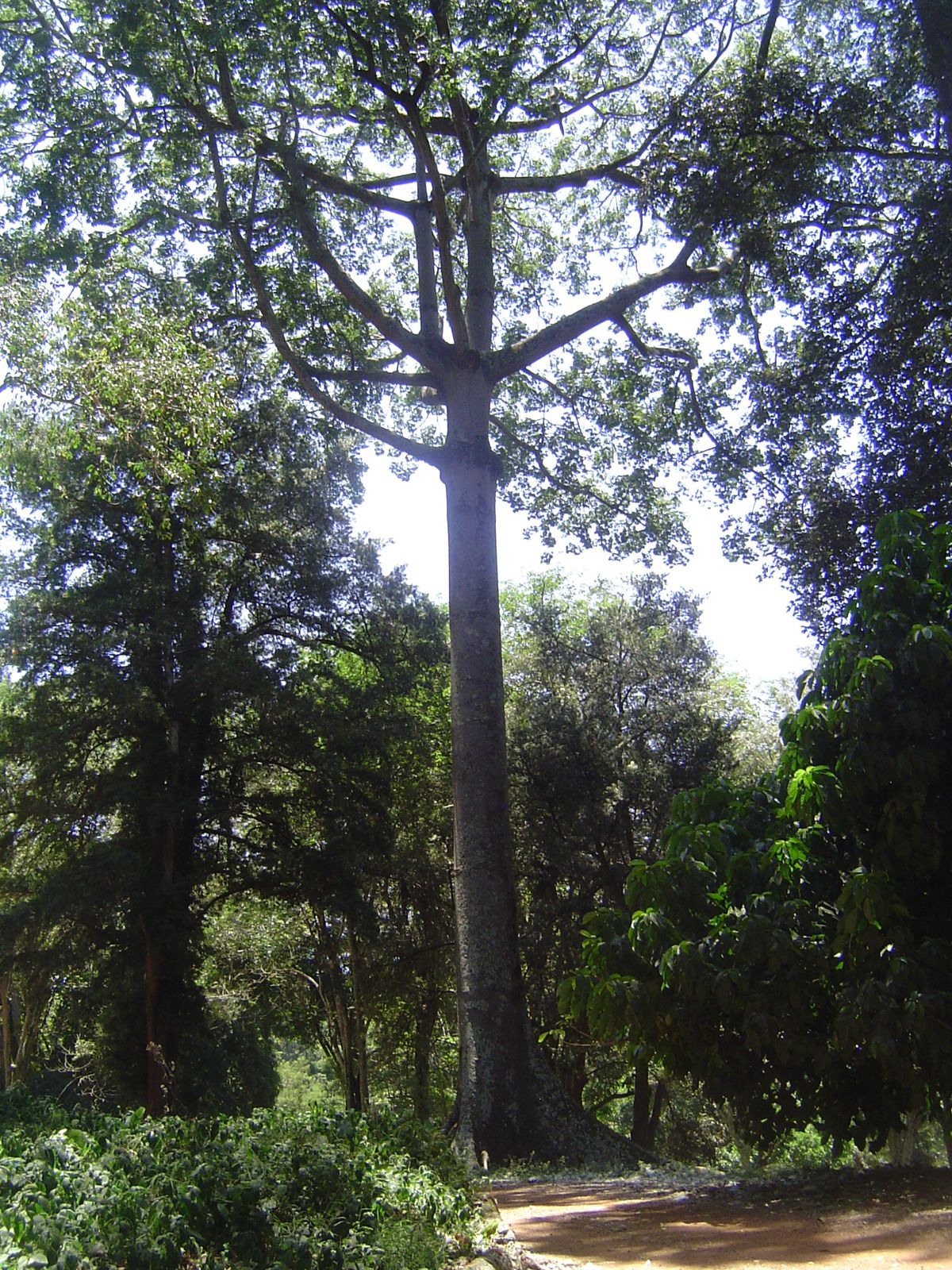 And a "false mvule," Antiaris toxicaria, its botanical name hinting at its Chinese name, "poison arrow tree."