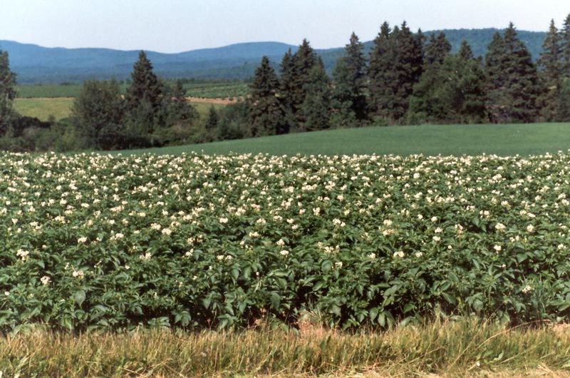 For a few weeks of the year, the potatoes bloom.