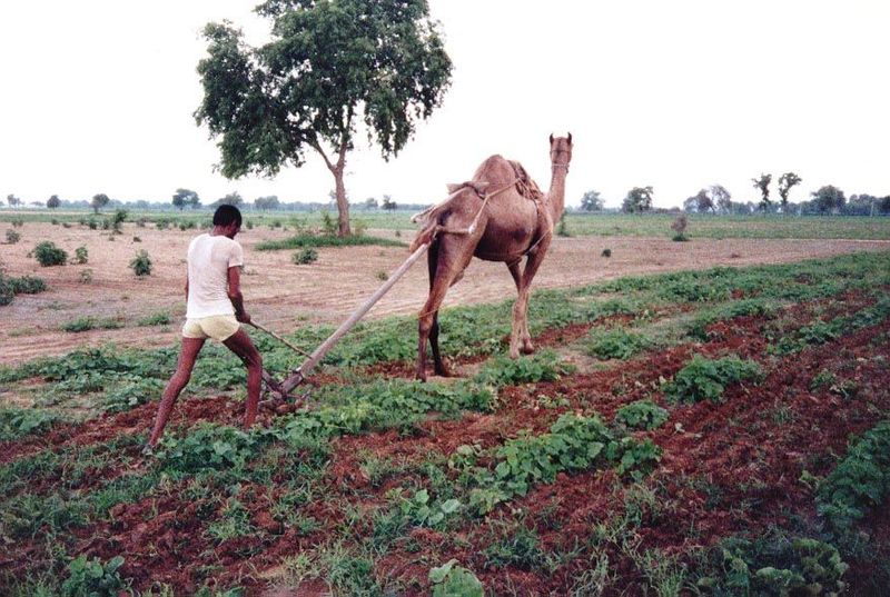 Nearby, a neighbor cultivates with a camel. To the south it's no great distance to the Great Indian Desert, or Thar.