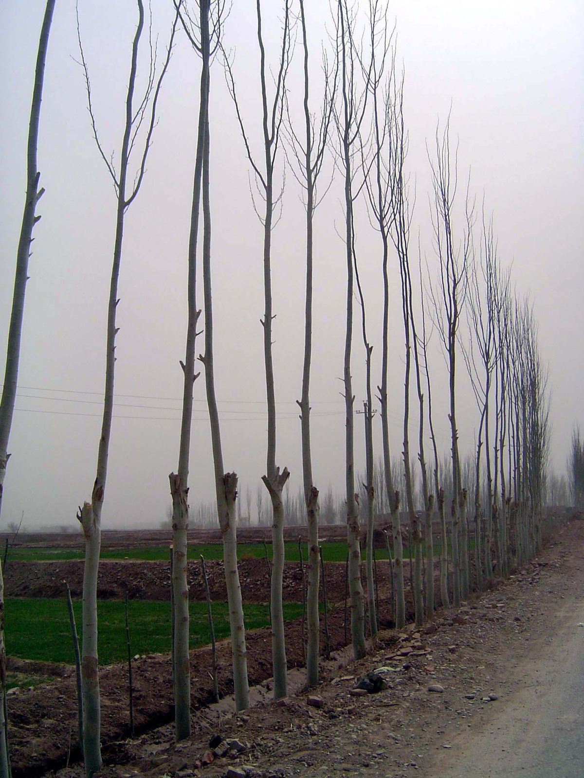 Saplings, trained.