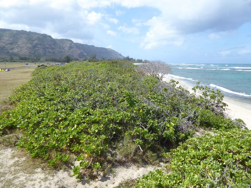 Better. We've come around Ka'ena Point, the northwest corner of the island, to about 11 o'clock. That puts us on the North Shore, where a co