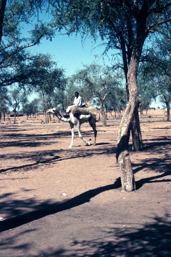 The acacia forest is extensive, though the groundcover here is severely denuded.