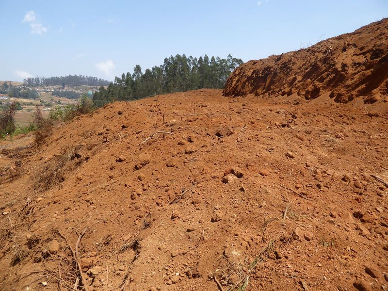 Bits of forest are cut down to make way for vegetables.