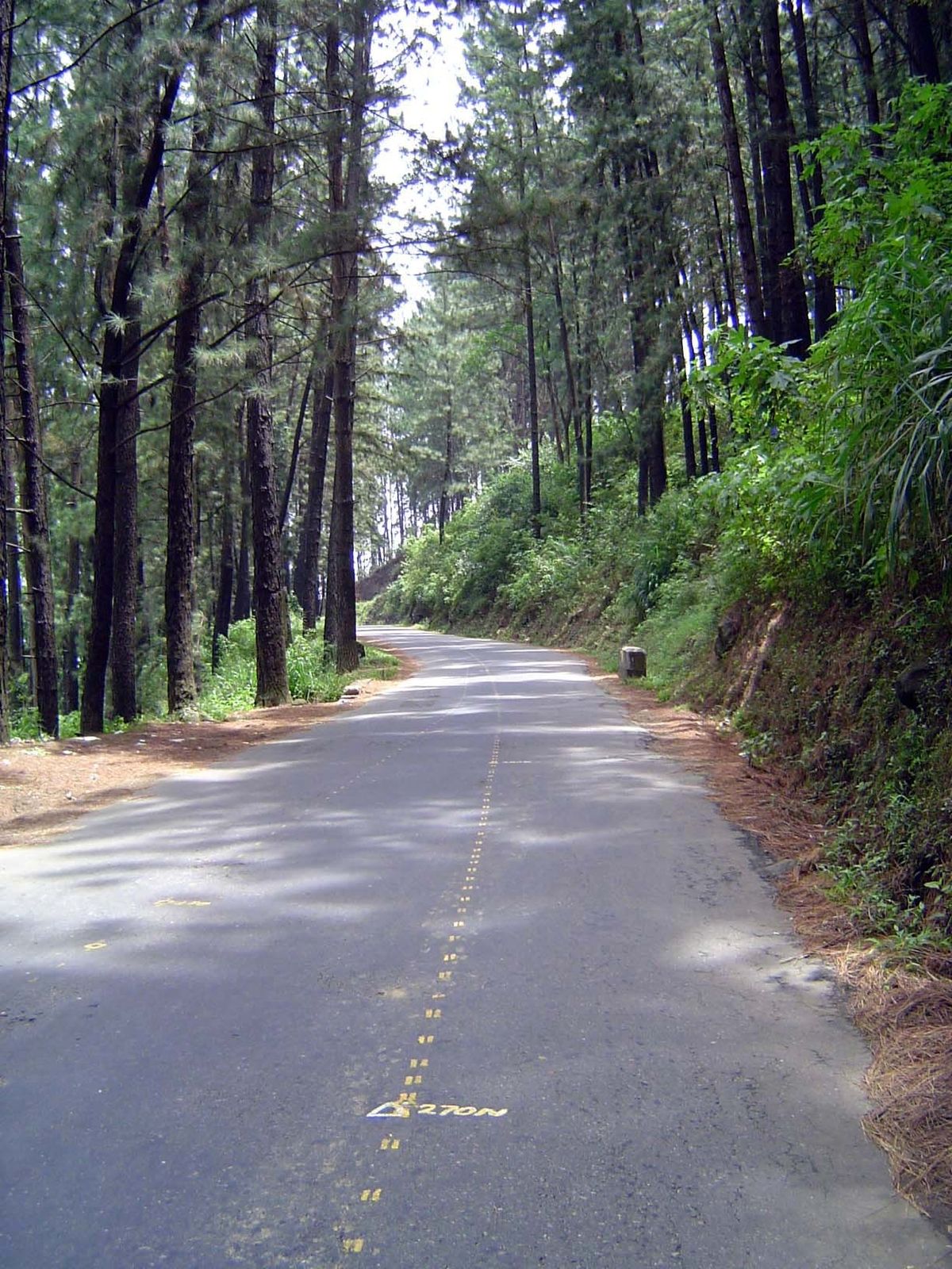 A forested section of the road not yet widened 2005.