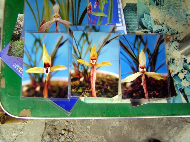 Photographs of his products, ready to show customers.