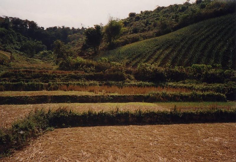 Manicured landscape.