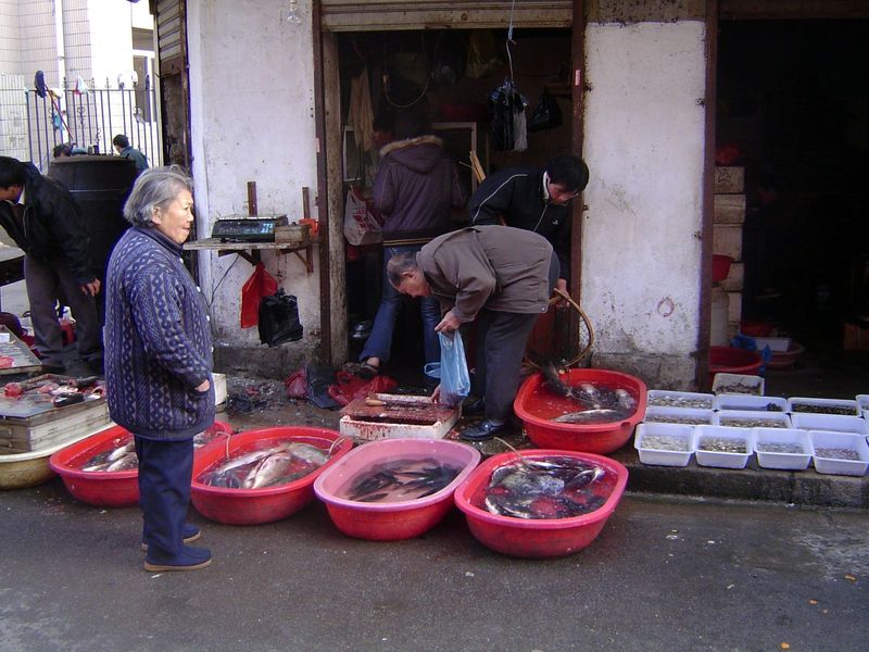 Fish, kept alive by tubes pumping fresh air into each tray.