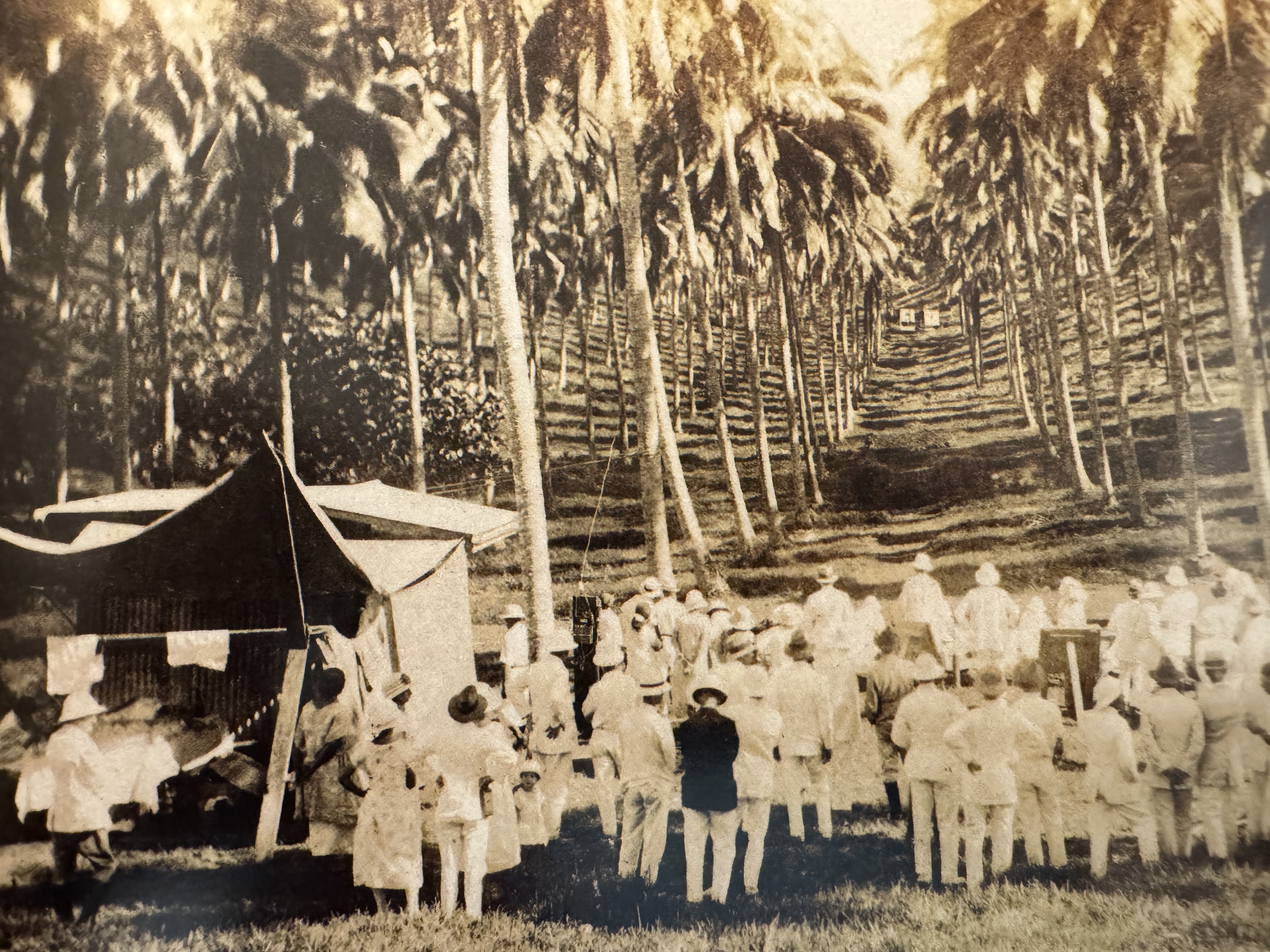 Twenty years after the arrival of the missionaries, German businessmen arrived in search of coconuts, source of the copra dried coconut meat