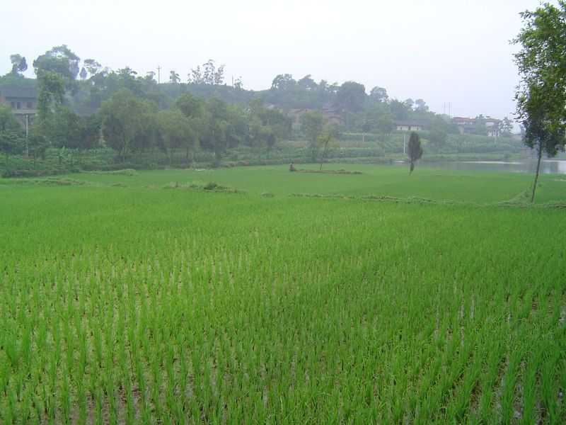 The same paddy, stretching to lower terraces. Sichuan was historically China's biggest rice producer. It no longer has that ranking, not sin