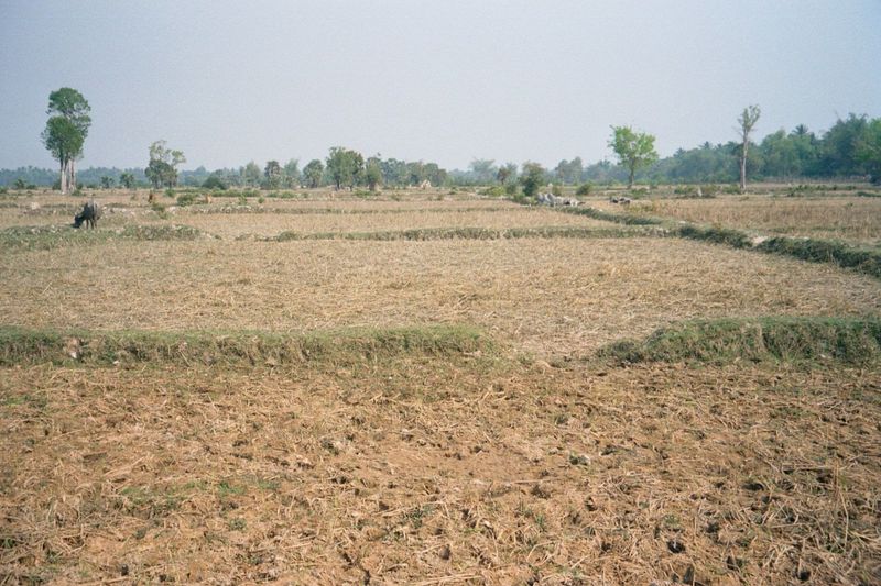 Farther out of town: the bunded rice fields that now occupy the East Baray.