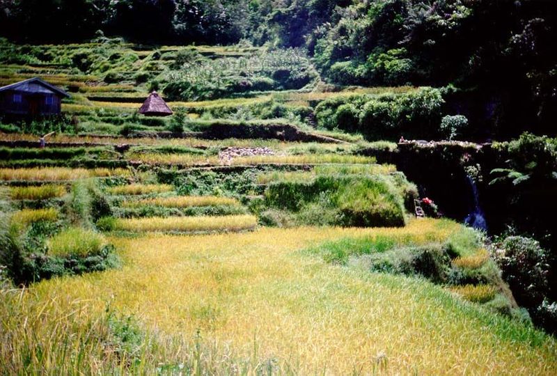 Farmers make no money from rice: they are engaged in what they themselves call "sentimental agriculture."