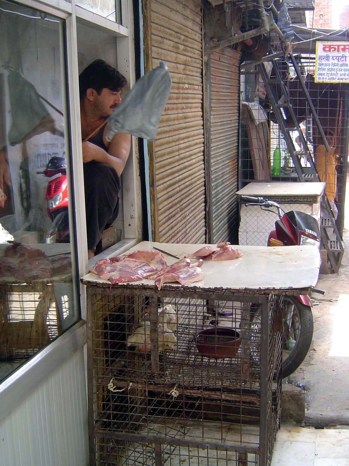 Birds: dead ones above the living.