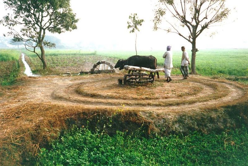 Upgrade Three: the Persian wheel, here on a chilly morning on the Ganges Plain. A bullock goes around in circles, turning a shaft connected 
