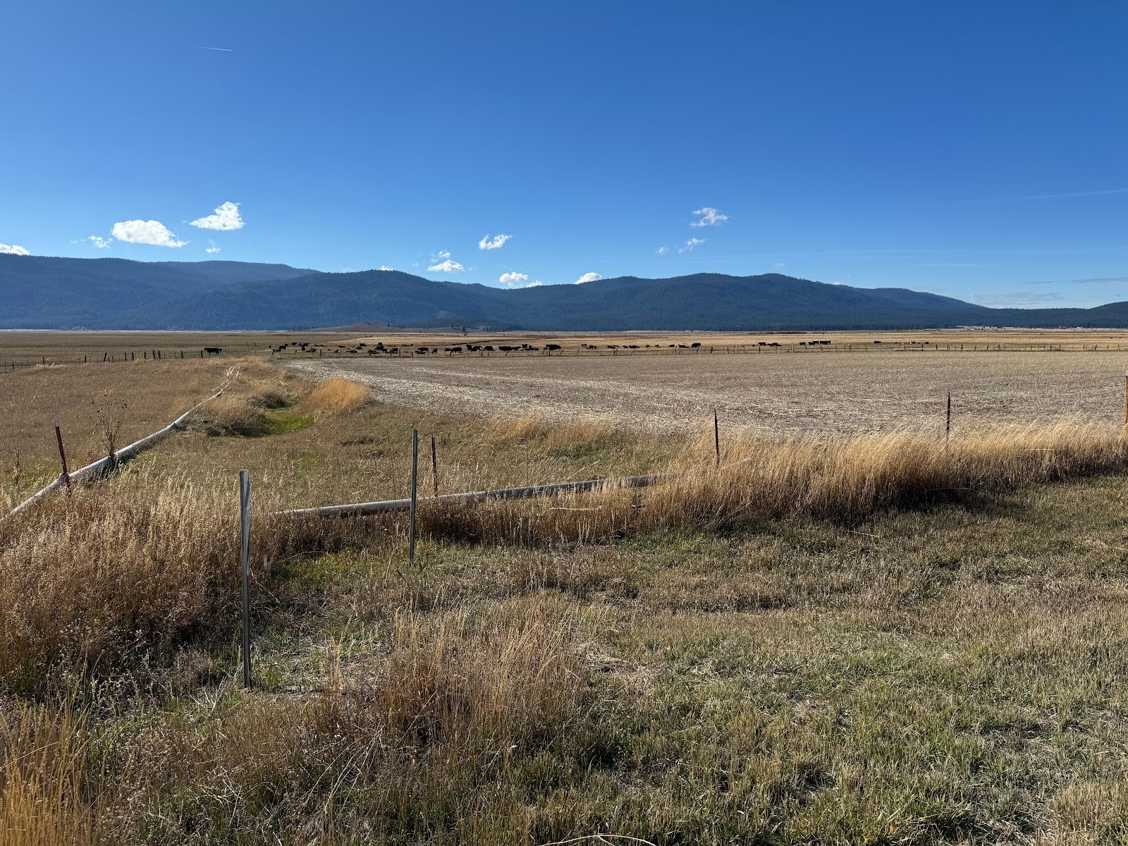 Squint, and maybe you can see some black Angus.