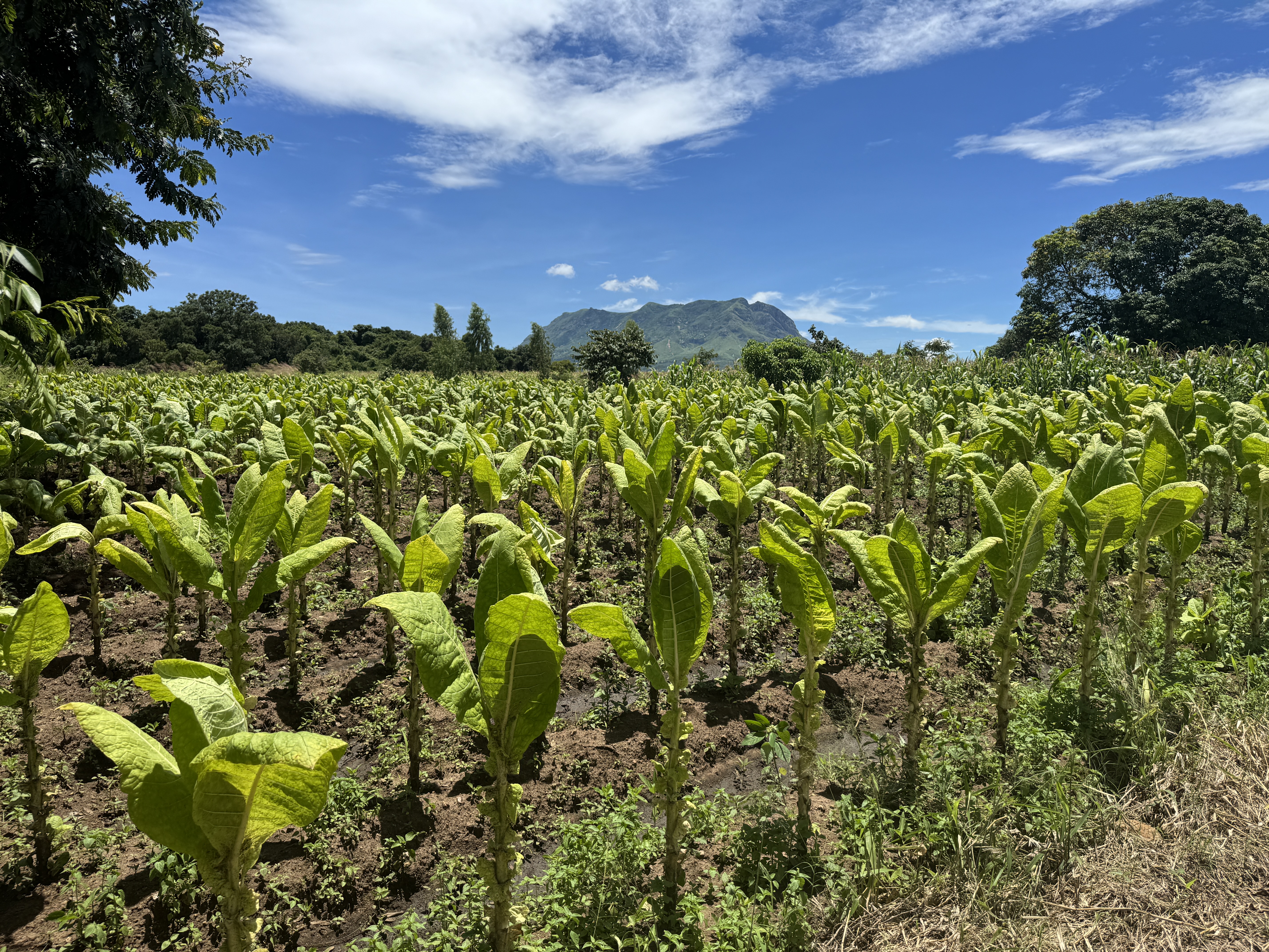 Holdings today are small and devoted chiefly to corn.  Tobacco is the chief cash crop and Malawi's biggest export.