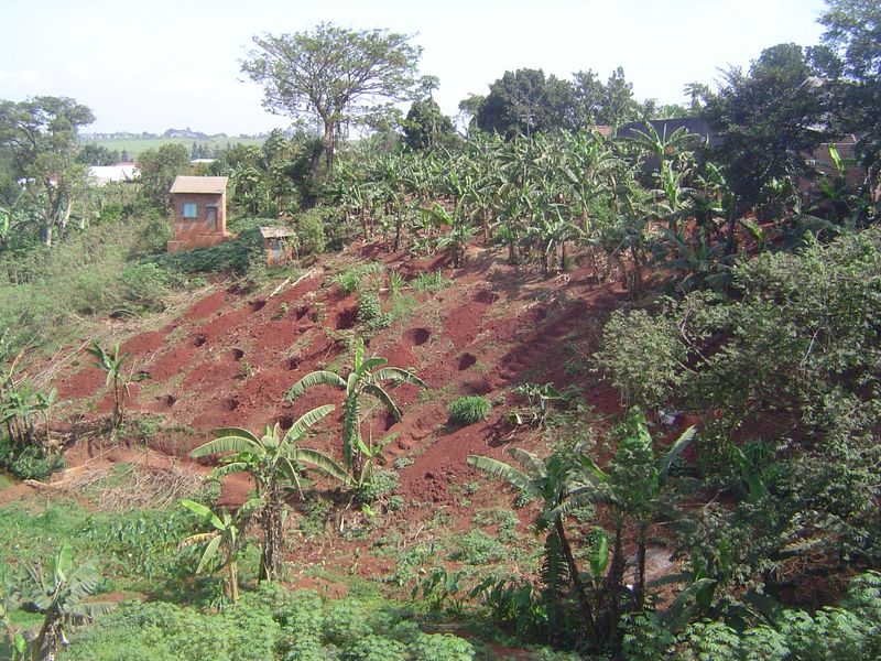 Plantains, the staple of southern Uganda.