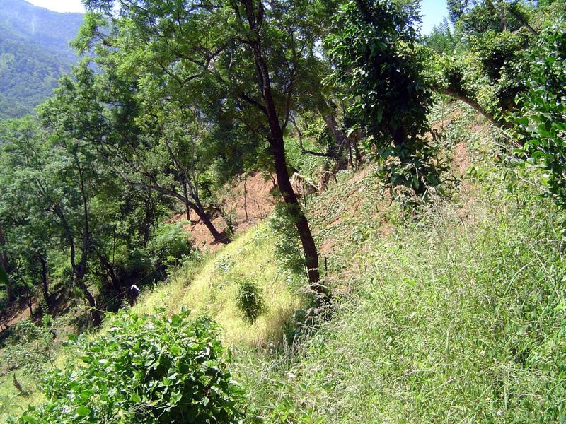 Steep slopes in cultivation.