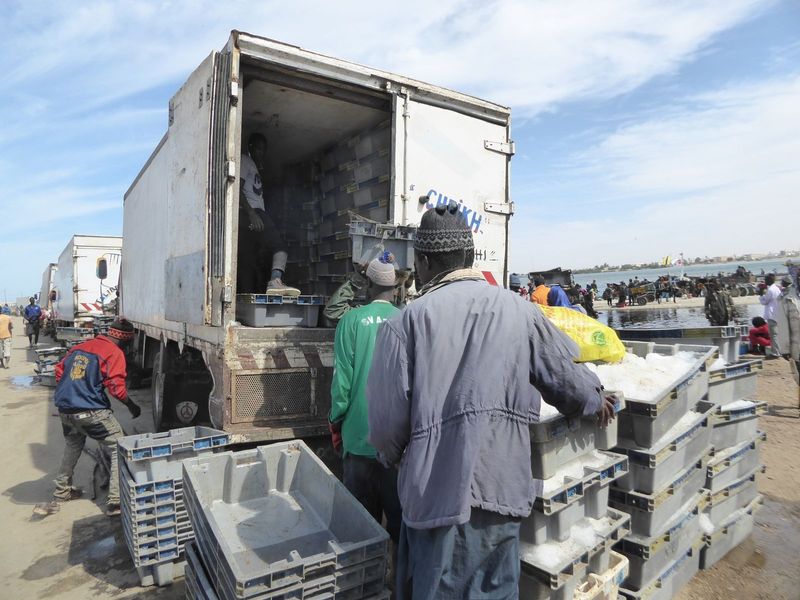 Most of the fish are packed in ice trays.