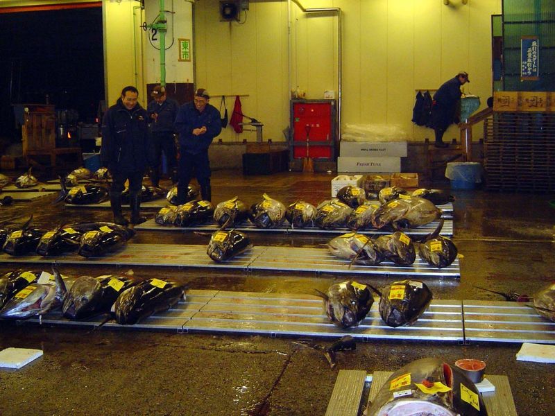 Tuna ready for auctioning.