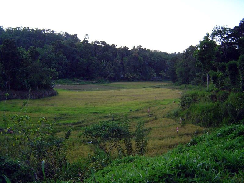 Across the river: a "deniya," yes, as in Peradeniya, which is to say a thin, linear band of paddy.