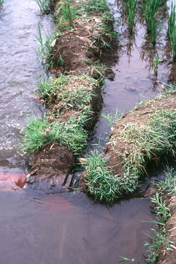 Finally, palm logs will be cut to control tiny flows of water, proportional to the amount of irrigated land the channel serves. To minimize 