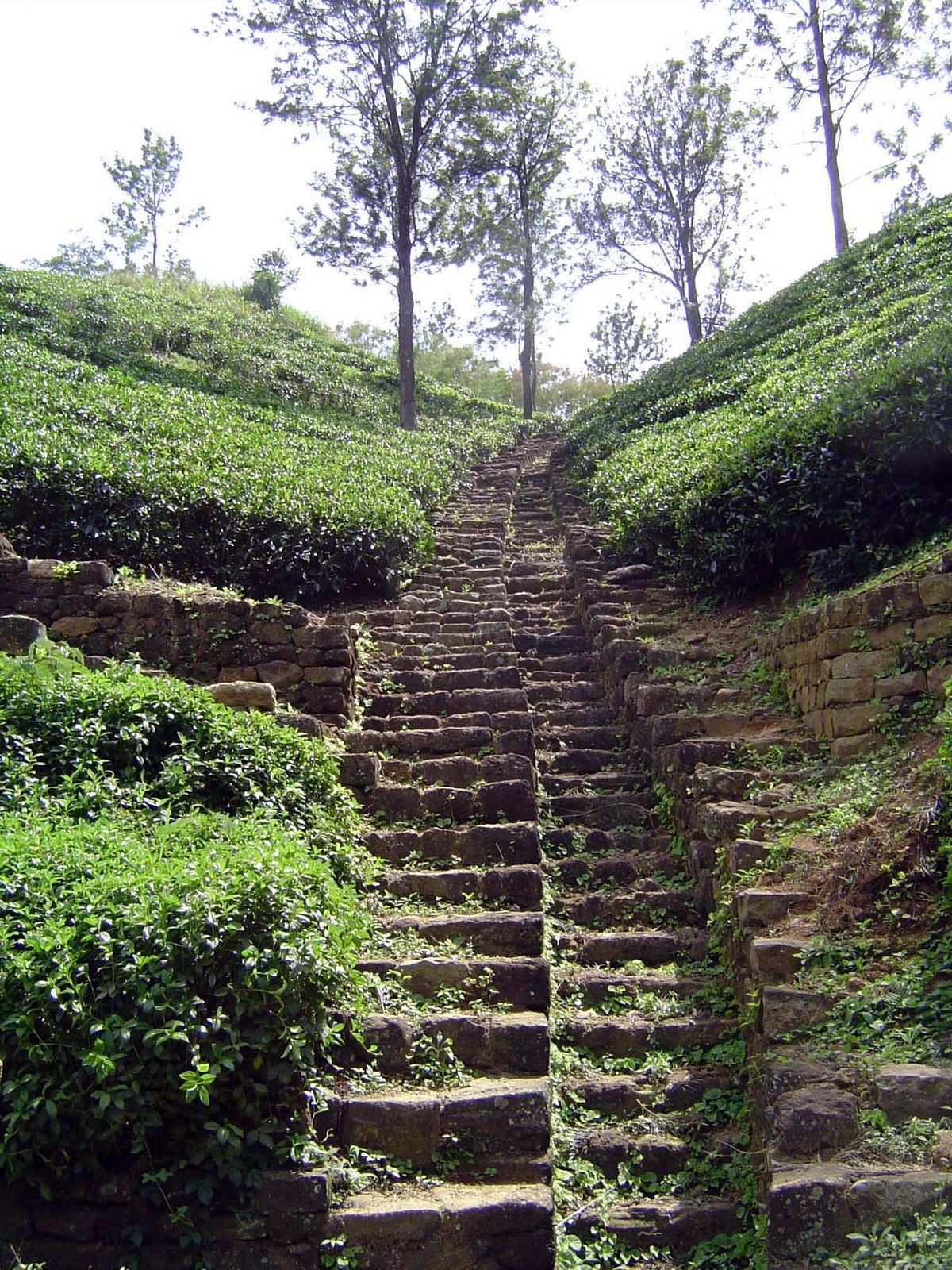 Tea invites erosion; here, the ravines have been paved to reduce it.