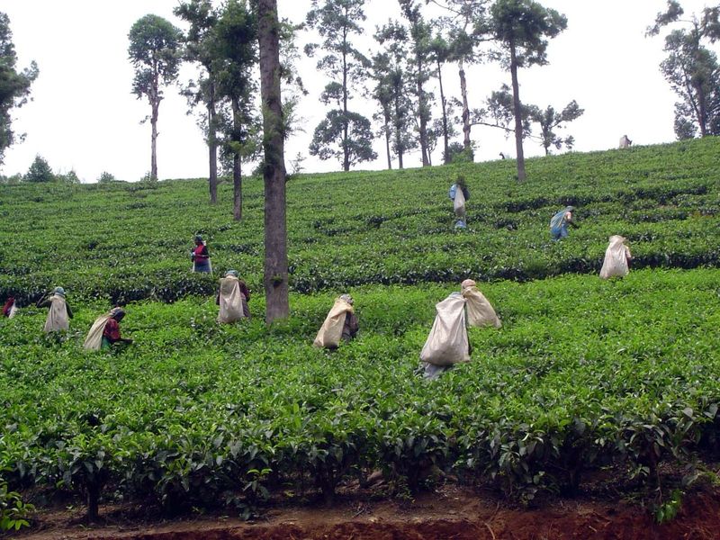 Pickers at work.