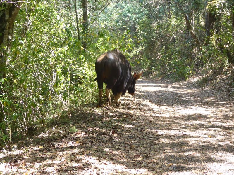 He's why. It would be great to have an eye-to-eye photo of a wild bison, but I'd rather not die today. Some villagers on foot gave him a ver