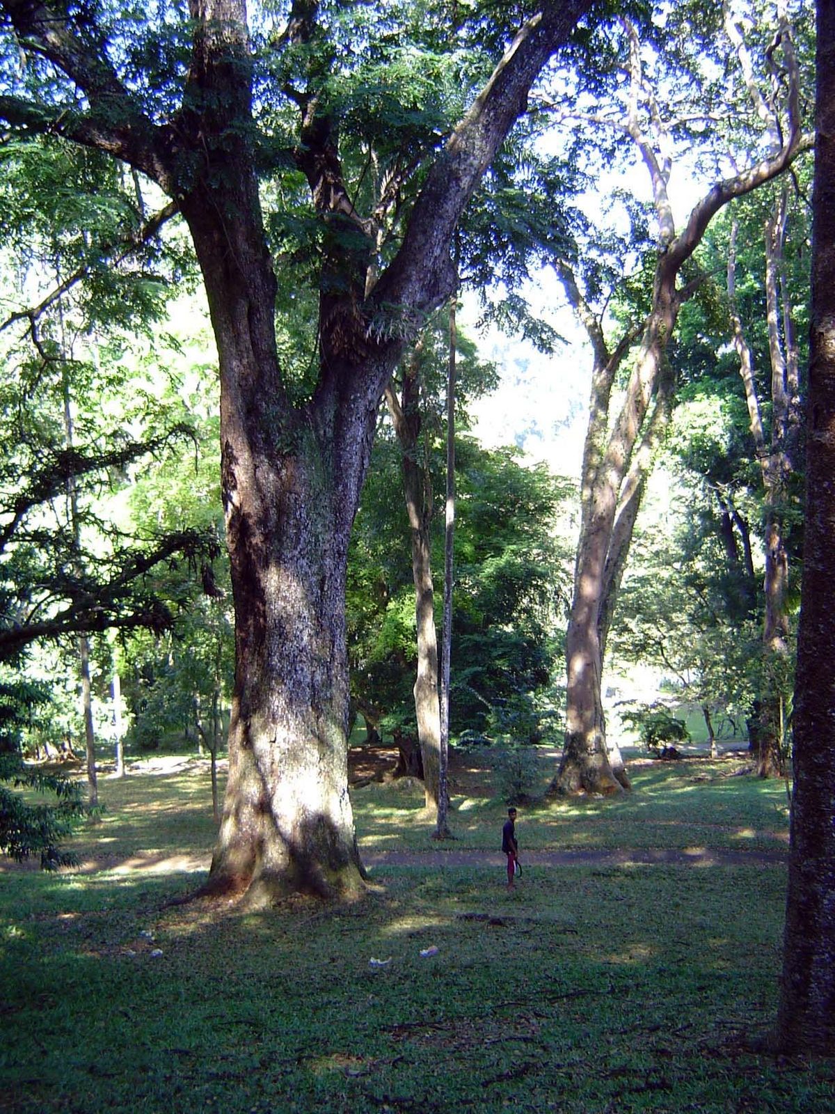Like many botanical gardens of the colonial era, it's full of fully grown trees.