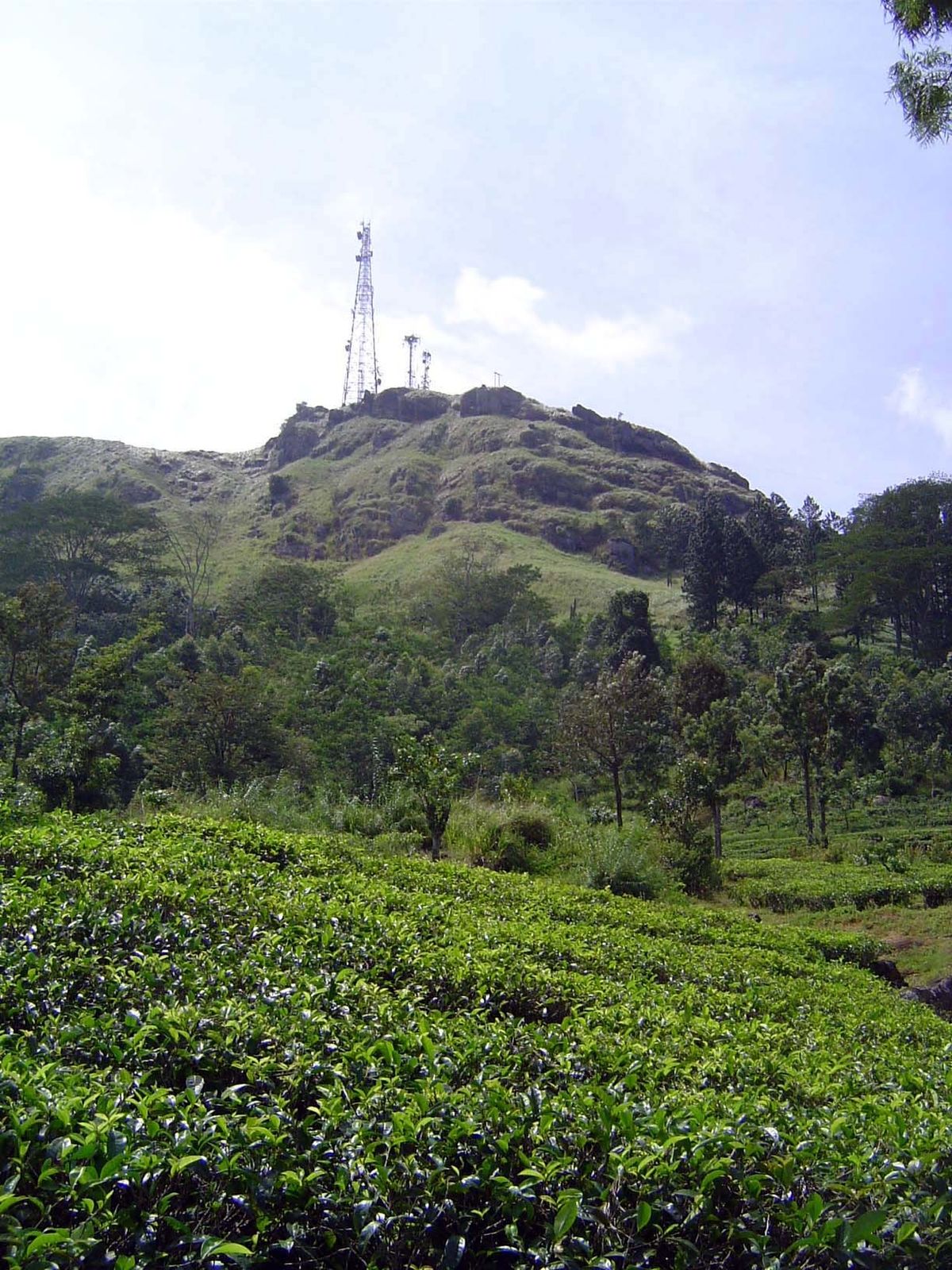 Many of the slopes are covered by tea.
