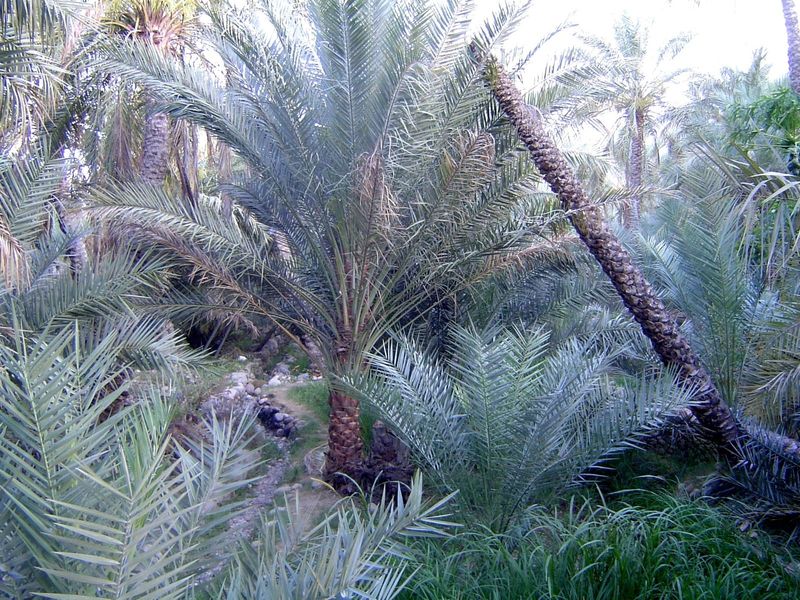 The one constant: date palms living or dying.