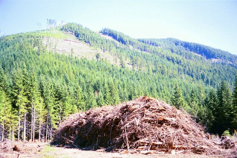 The non-merchantable wood is piled and eventually burned.