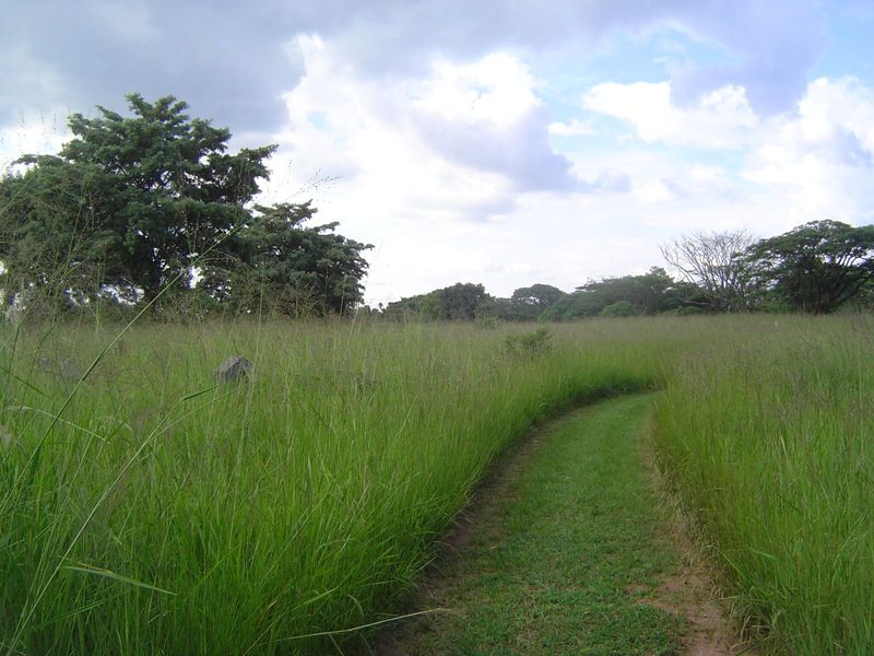 Think we're in the bush? Think again. If somebody would cut the grass you'd have no doubts.