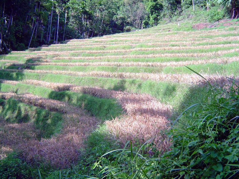 This is one of the few steeply terraced valleys close to Kandy, where most paddy lands are in long, narrow, almost level strips, or deniyas.