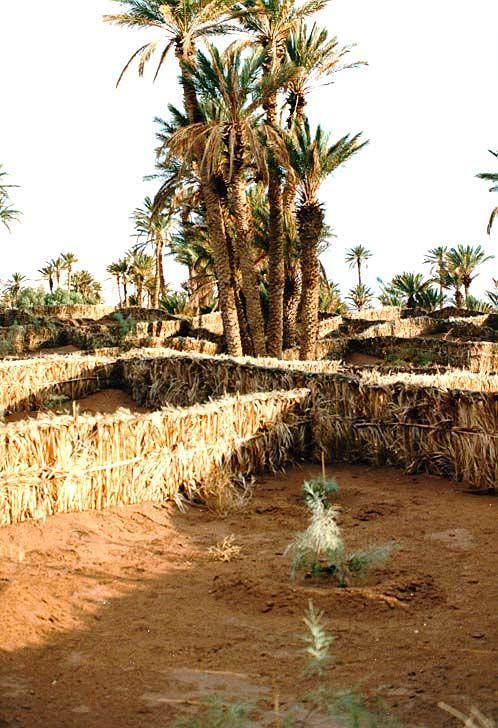 There are many challenges to farming in this environment. One of them is suggested by these apparent fences of thatch.