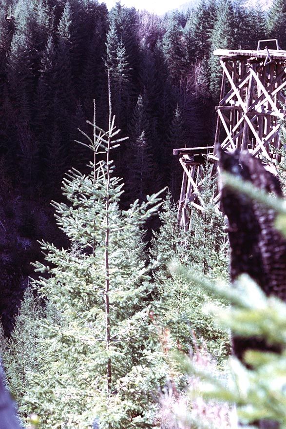 The logging infrastructure, on the other hand, disappears quickly, like this rotting railway trestle west of Lake Shawnigan, still on Vancou