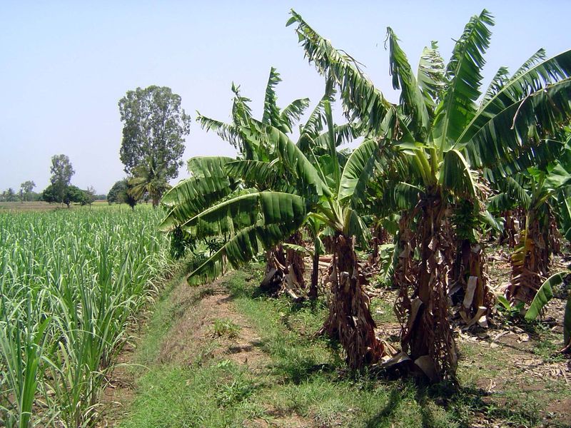 The result: bananas and cane.