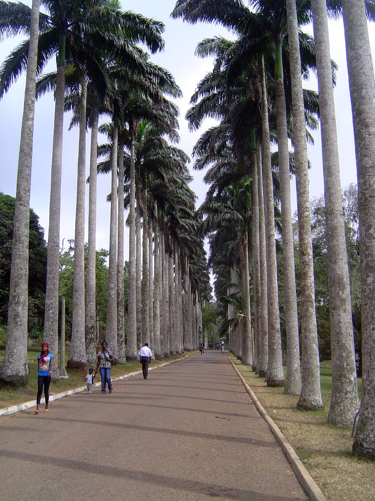 Five years later, in 1895, an avenue of royal palms was planted. A photograph in The Gold Coast Handbook of 1928 shows the palms almost squa