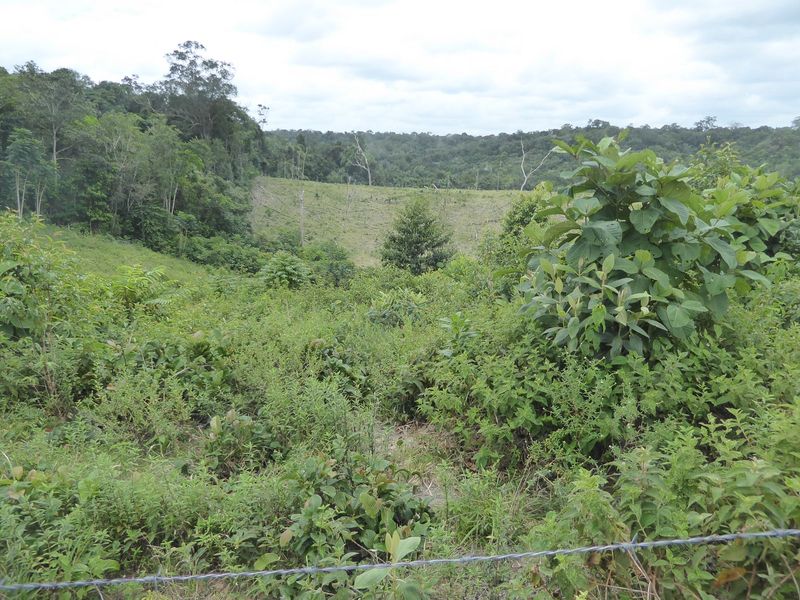 Rough pasture.