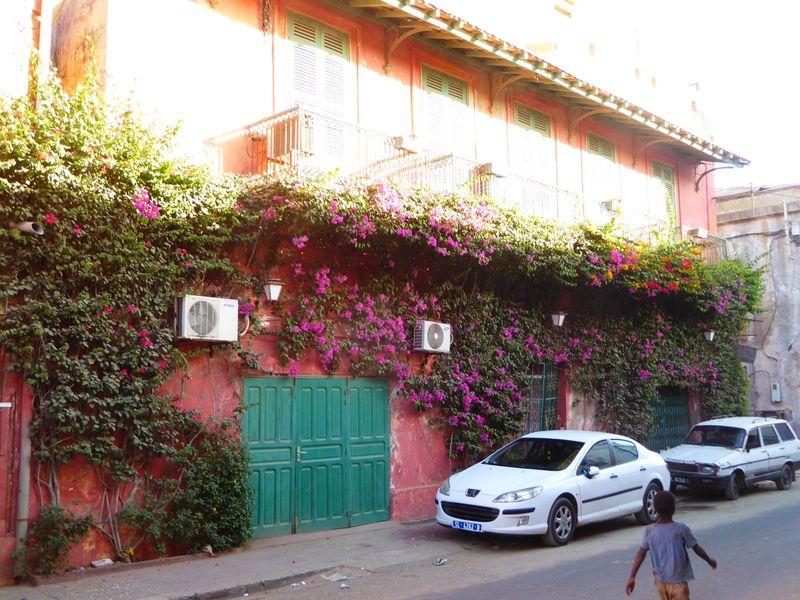 Not so the Bougainvillea.