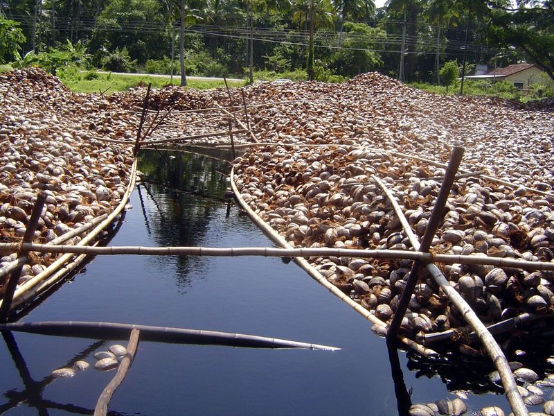 We're just west of Wariyapola. Next to it, a pond with a million soaking coconuts. See the connection?