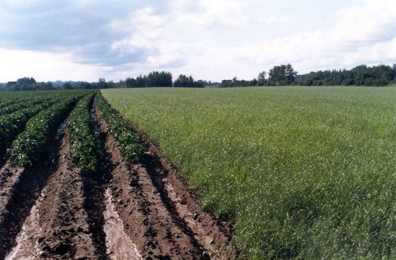 As fat as land gets hereabouts: floodplain flats, with oats and freshly hilled potatoes.